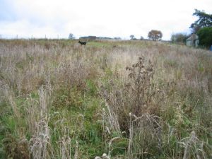 picture of field - click for larger image. Opens in new tab