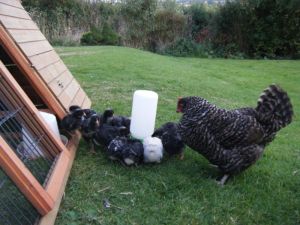 picture of Maran Hens - click for larger image. Opens in new tab