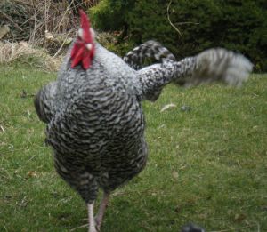 picture of Maran Cockerel - click for larger image. Opens in new tab