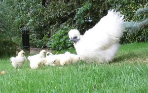 picture of Silkie Hens - click for larger image. Opens in new tab