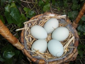 picture of Cream Leg bar eggs - click for larger image. Opens in new tab