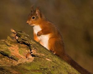 picture of Red Squirrel - click for larger image. Opens in new tab
