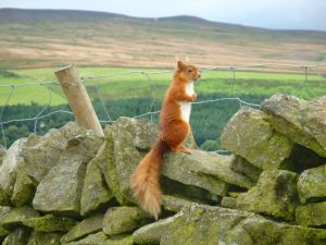 picture of Red Squirrel - click for larger image. Opens in new tab