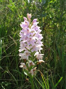 picture of Orchid - click for larger image. Opens in new tab