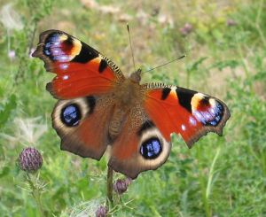 picture of butterfly - click for larger image. Opens in new tab