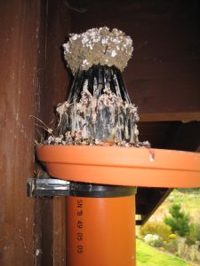 picture of swallow nest - click for larger image. Opens in new tab