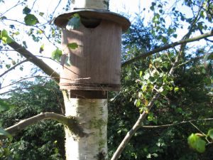 picture of Nest box - click for larger image. Opens in new tab