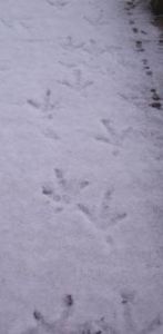 picture of Hen footprints in snow - click for larger image. Opens in new tab