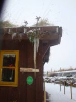 picture of Real Icicles - click for larger image. Opens in new tab